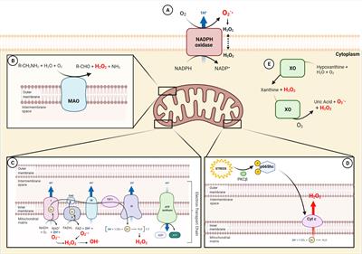 Reactive Oxygen Species in Macrophages: Sources and Targets